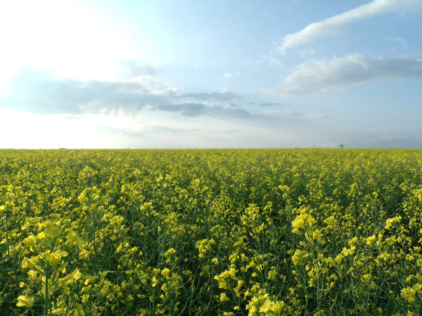 A canola field in bloom under a wide sky, one of the feedstock crops behind renewable fuels
